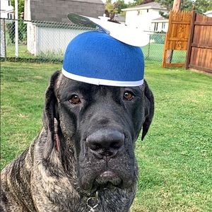 Meet your Posher, Lou